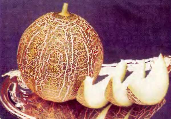 как выращивать вкусные дыни в Сибири Россия?